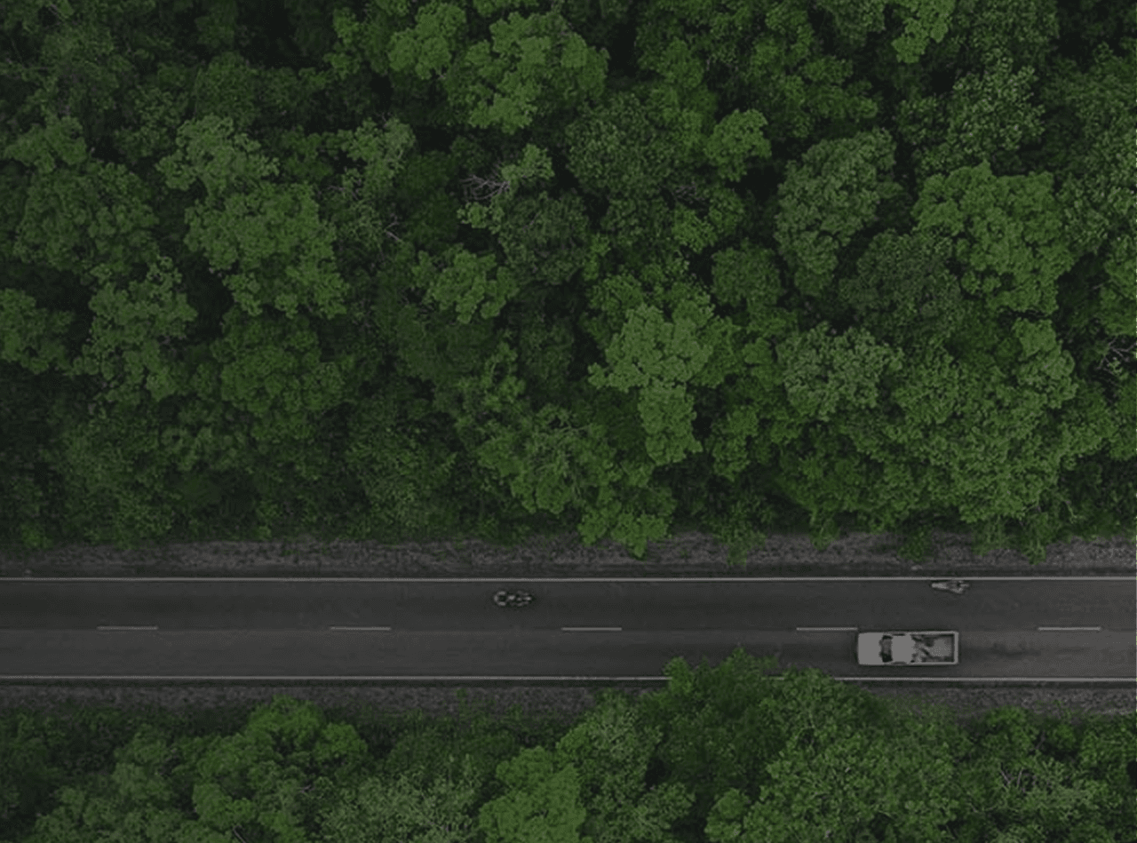 Forest Background