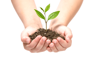 Plant Growing in Hands