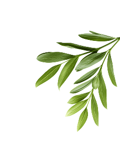 Top Right Leaf