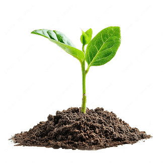 Growing Plant